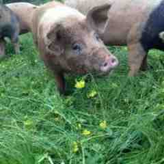 Snouts and Sprouts Farm
