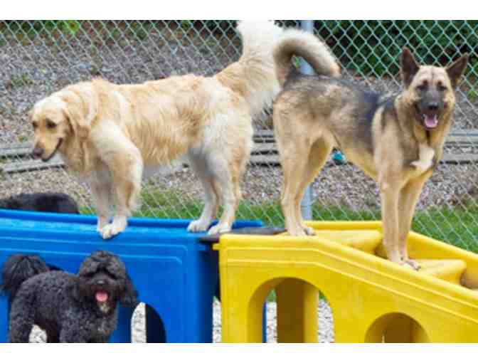 Roaring Brook Kennels Doggie Daycare