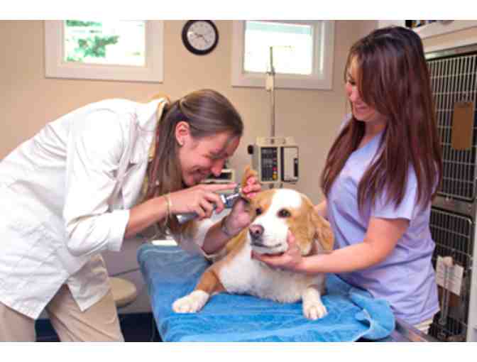 Roaring Brook Veterinary Hospital Exam