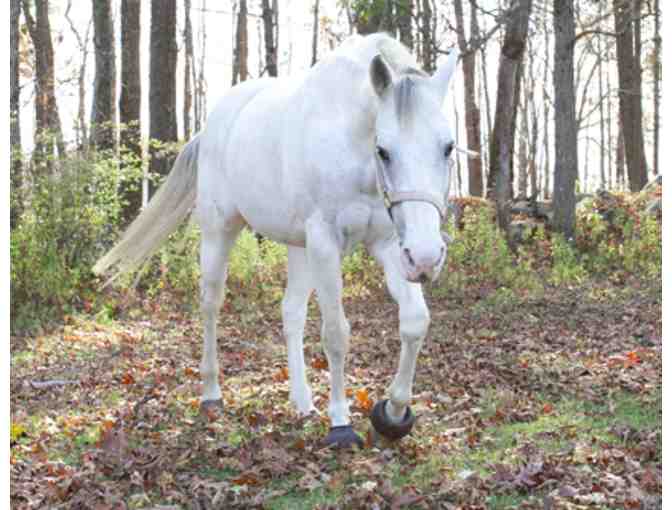 North Meadow Farm - Horseback Riding Lesson