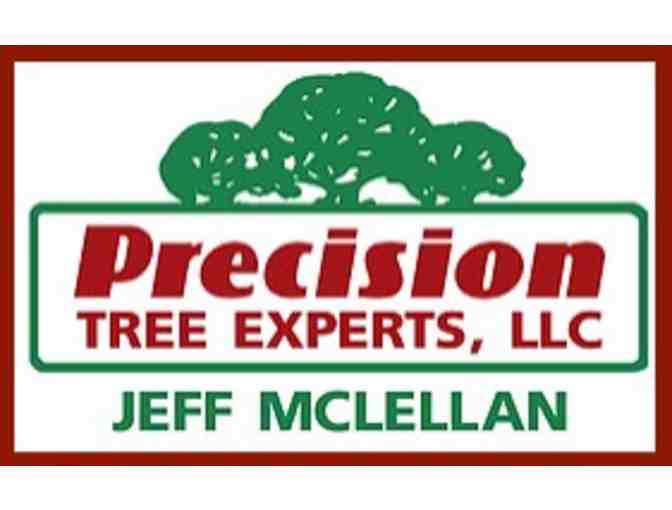 Precision Tree Experts - $500 of Tree Work