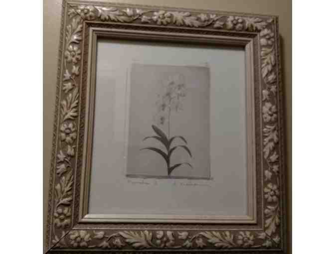 Orchid Framed Print Signed by Amy Melious
