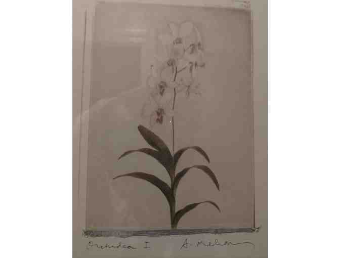 Orchid Framed Print Signed by Amy Melious