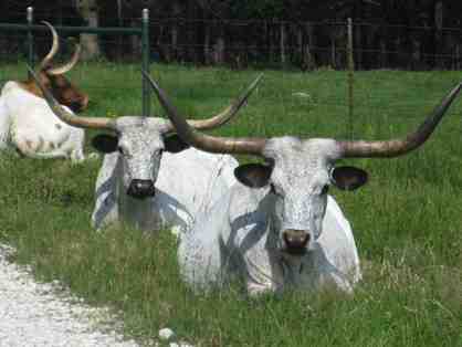 Autographed 18 x 24 Canvas of Two of Janine's Beloved Longhorns at Mockingbird Hill Ranch!