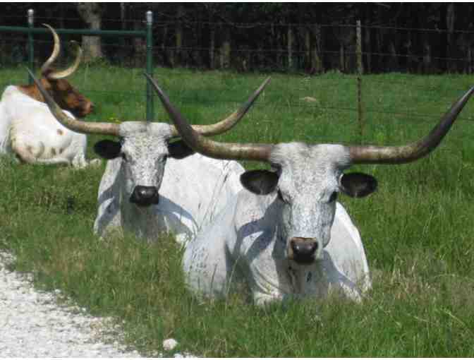 Autographed 12 x 16 Canvas of One of Janine's Beloved Longhorns at Mockingbird Hill Ranch!