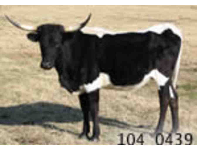 Autographed 12 x 16 Canvas of One of Janine's Beloved Longhorns at Mockingbird Hill Ranch!