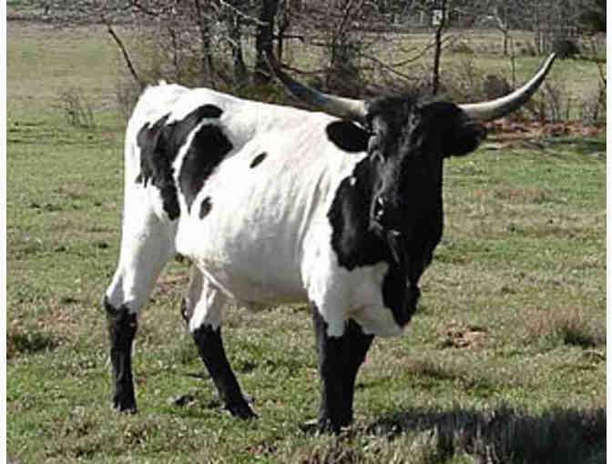 Autographed 12 x 16 Canvas of One of Janine's Beloved Longhorns at Mockingbird Hill Ranch!