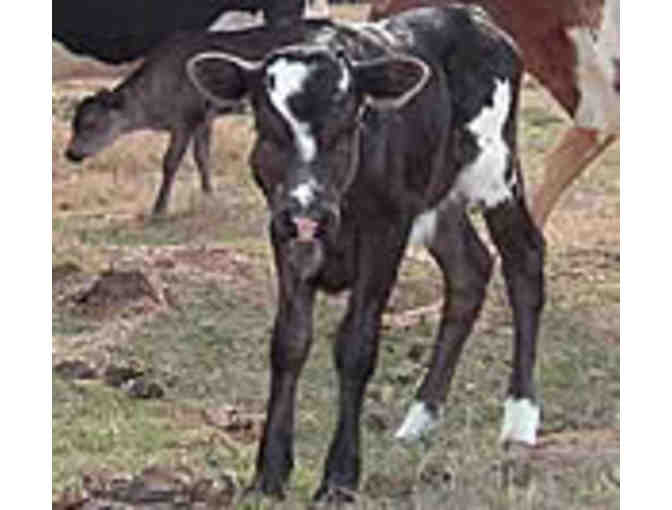 Autographed 12 x 16 Canvas of One of Janine's Beloved Longhorns at Mockingbird Hill Ranch!