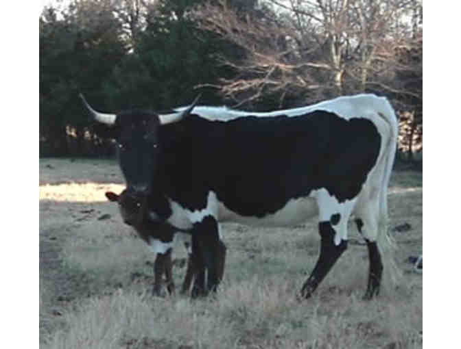 Autographed 12 x 16 Canvas of One of Janine's Beloved Longhorns at Mockingbird Hill Ranch!