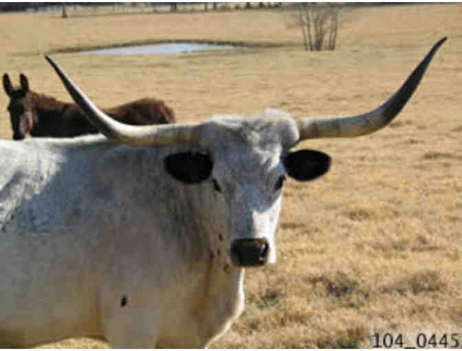 Autographed 12 x 16 Canvas of One of Janine's Beloved Longhorns at Mockingbird Hill Ranch!