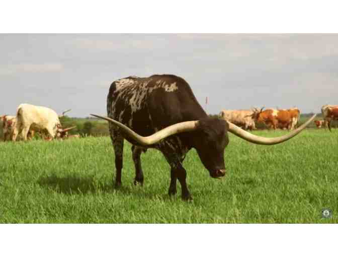 'Bluegrass,' is the Longhorn Record Holder with nearly 10 Foot Horns and Growing!