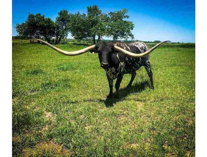 'Bluegrass,' is the Longhorn Record Holder with nearly 10 Foot Horns and Growing!