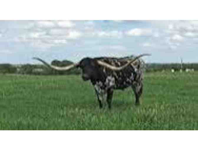 'Bluegrass,' is the Longhorn Record Holder with nearly 10 Foot Horns and Growing!