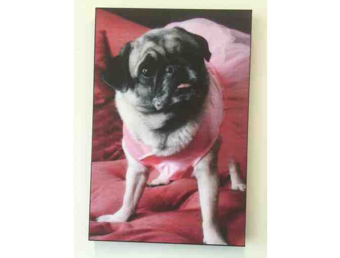 A 12 x 18 Stretch Canvas of Your Beloved Pet from Your Favorite Photograph!