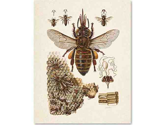 Beautiful Bee Diagram - 11x14 Unframed Art Print - Great Gift for Beekeepers
