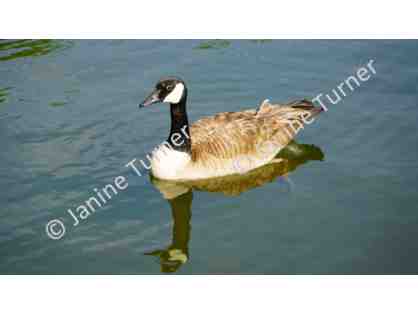 Original Janine Turner Photo 2018: "Canada Goose Reflection" Autographed!
