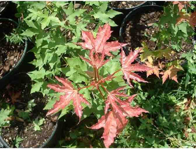 'Metro Maples' Beautiful Privately Owned Nursery south of Fort Worth, TX! $40 Credit