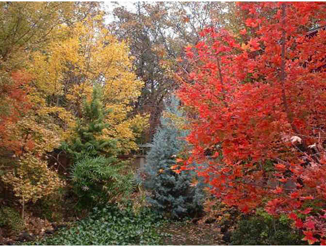 'Metro Maples' Beautiful Privately Owned Nursery south of Fort Worth, TX! $40 Credit
