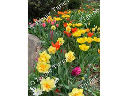 Flowers In Central Park - An Original Canvas Photo By Janine Turner! Autographed!