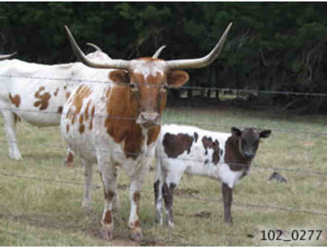 Autographed Canvas of  Janine's Beloved Longhorns at Mockingbird Hill Ranch!