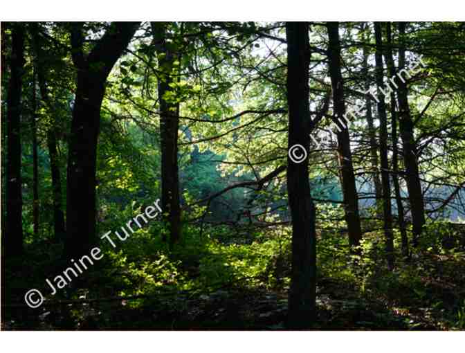An Original Janine Turner Photo, Mockingbird Hill Ranch: 'God in the Woods'