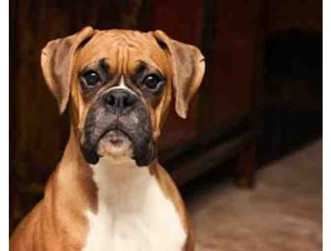 Fabric Covered Doggie Box Loaded with Treasures and Love for Your Dog!