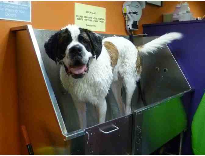 2 self-serve doggie baths at Pet Cabaret in Rozzie & a stainless water bowl