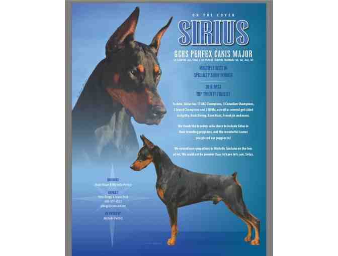 Stud Service - GCHS Perfex Canis Major
