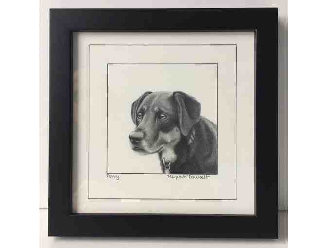 Custom Portrait of your Dog by "Off the Leash" artist Rupert Fawcett - Photo 1