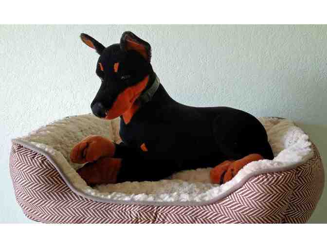 Doberman puppy with bed