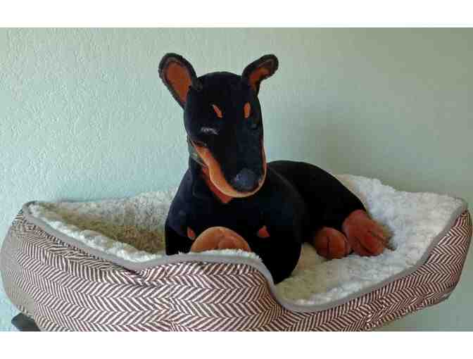 Doberman puppy with bed