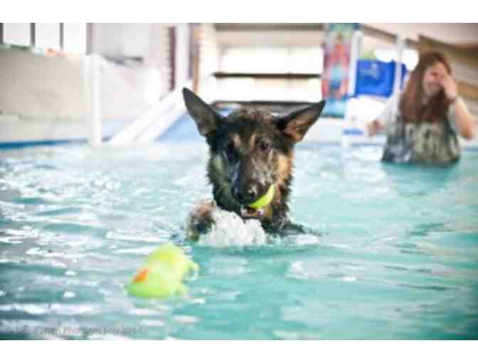 One Hour of Swimming for your Dog