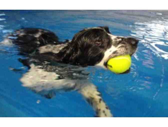 One Hour of Swimming for your Dog
