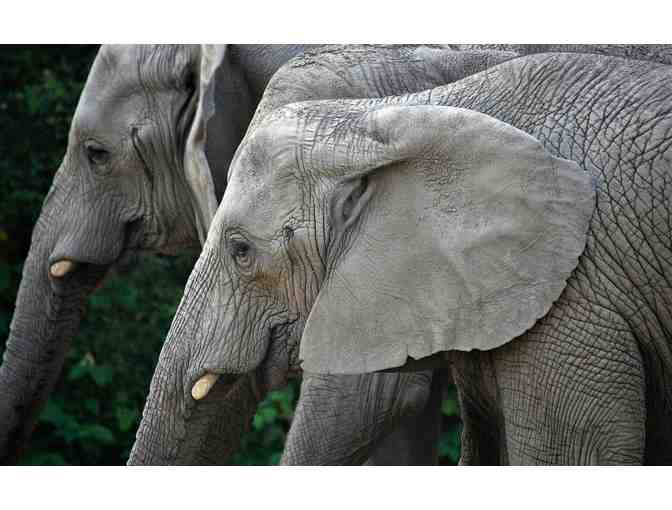 Roger Williams Park Zoo - Four Admission Passes