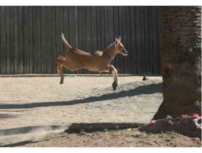 Oakland Zoo Family Day Pass