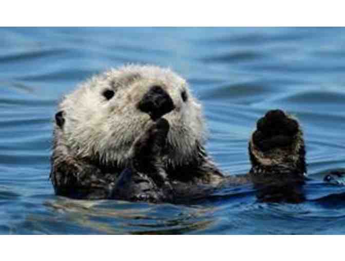 Naturalist Led Kayak Tour in the Elkhorn Slough in Moss Landing