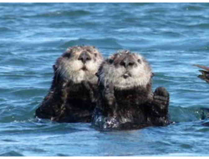 Naturalist Led Kayak Tour in the Elkhorn Slough in Moss Landing