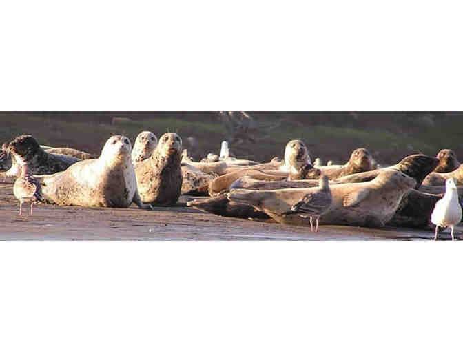 Naturalist Led Kayak Tour in the Elkhorn Slough in Moss Landing