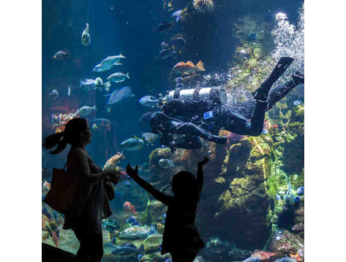 California Academy of Sciences- Four General Admission Tickets