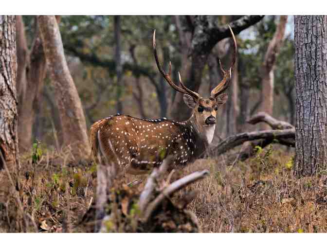 Argentina Big Game Hunt for 4 Hunters - Photo 5