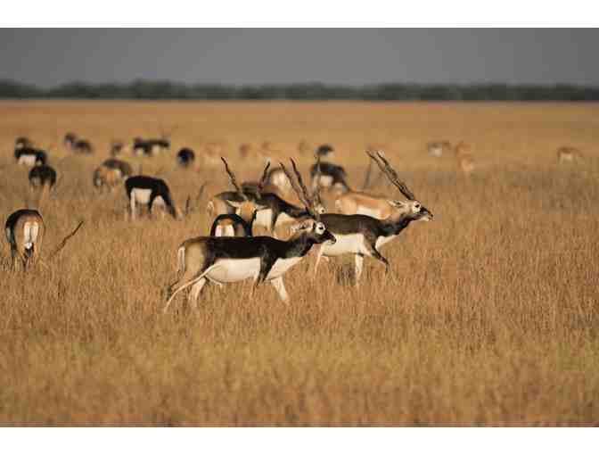 Argentina Big Game Hunt for 4 Hunters - Photo 6