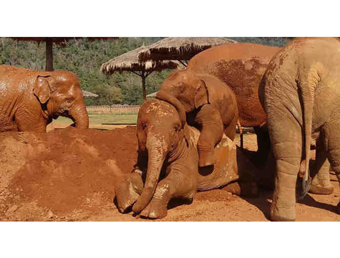 Volunteer Week for 2 at Elephant Nature Park - Experience Elephants!