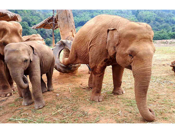 Volunteer Week for 2 at Elephant Nature Park - Experience Elephants!