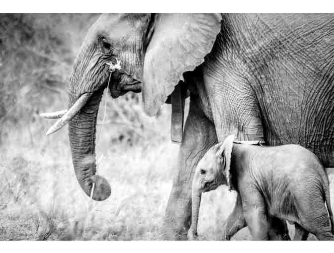 African Elephant Adult and Calf Print - Photo 1