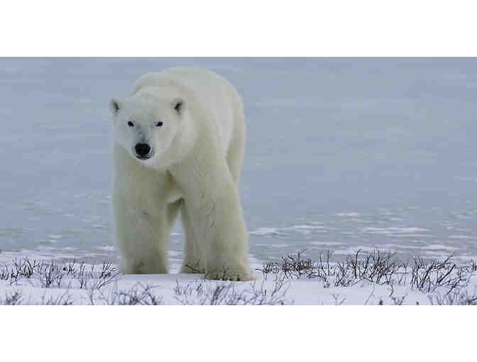 POLAR BEAR EXPEDITION TRIP FOR TWO WITH NATURAL HABITAT ADVENTURES