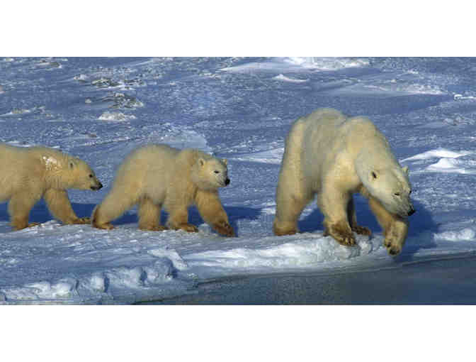 POLAR BEAR EXPEDITION TRIP FOR TWO WITH NATURAL HABITAT ADVENTURES
