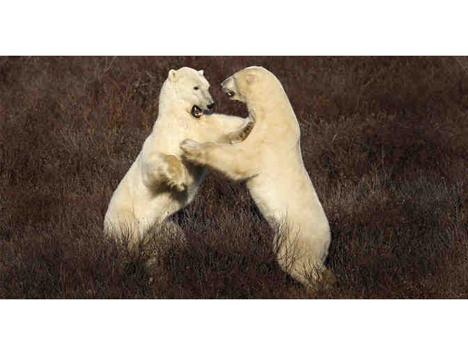 POLAR BEAR EXPEDITION TRIP FOR TWO WITH NATURAL HABITAT ADVENTURES