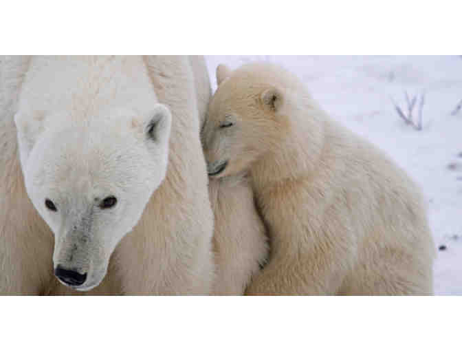 POLAR BEAR EXPEDITION TRIP FOR TWO WITH NATURAL HABITAT ADVENTURES