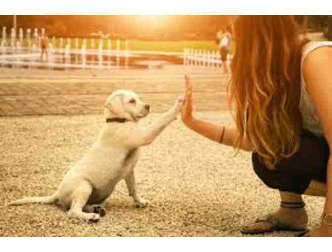 Fetch! Pet Care Conejo Valley-$50 gift card
