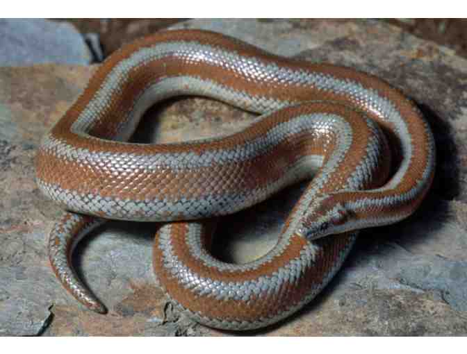 EARTHS Life Science Lab- Name the ROSY BOA! - Photo 1